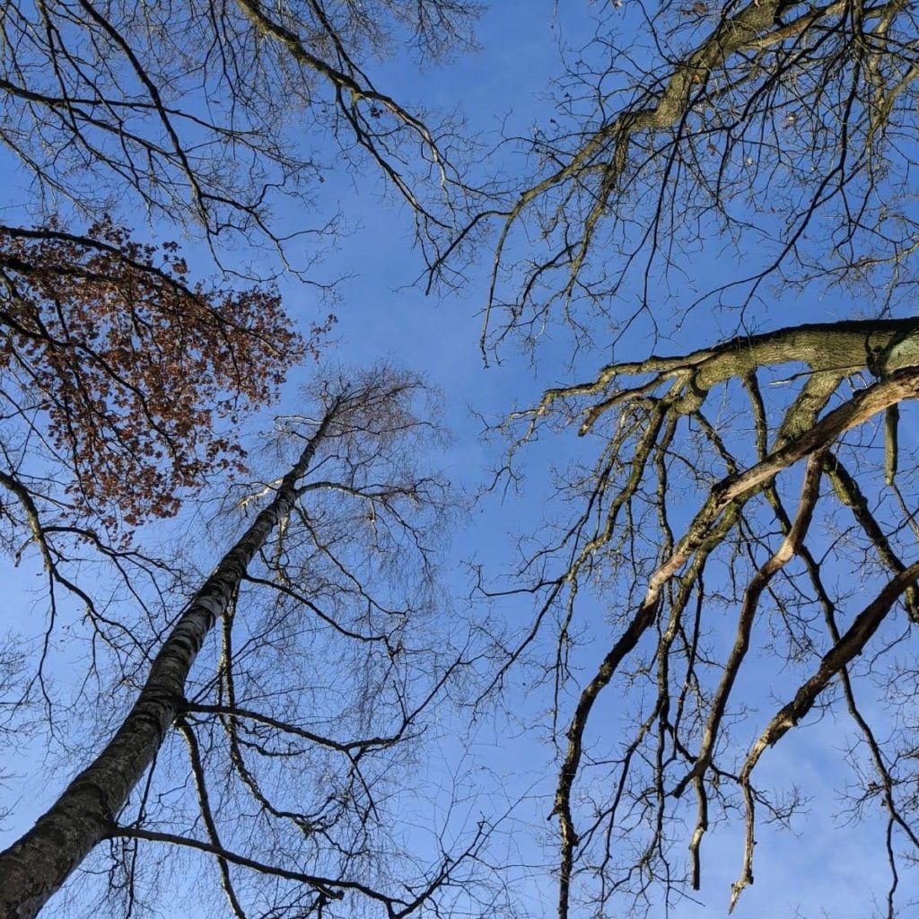 Ausgelaugt Foto Bäume